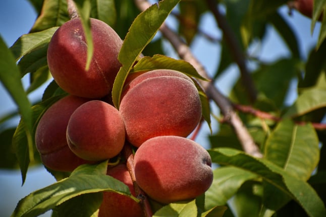 Fresh peaches