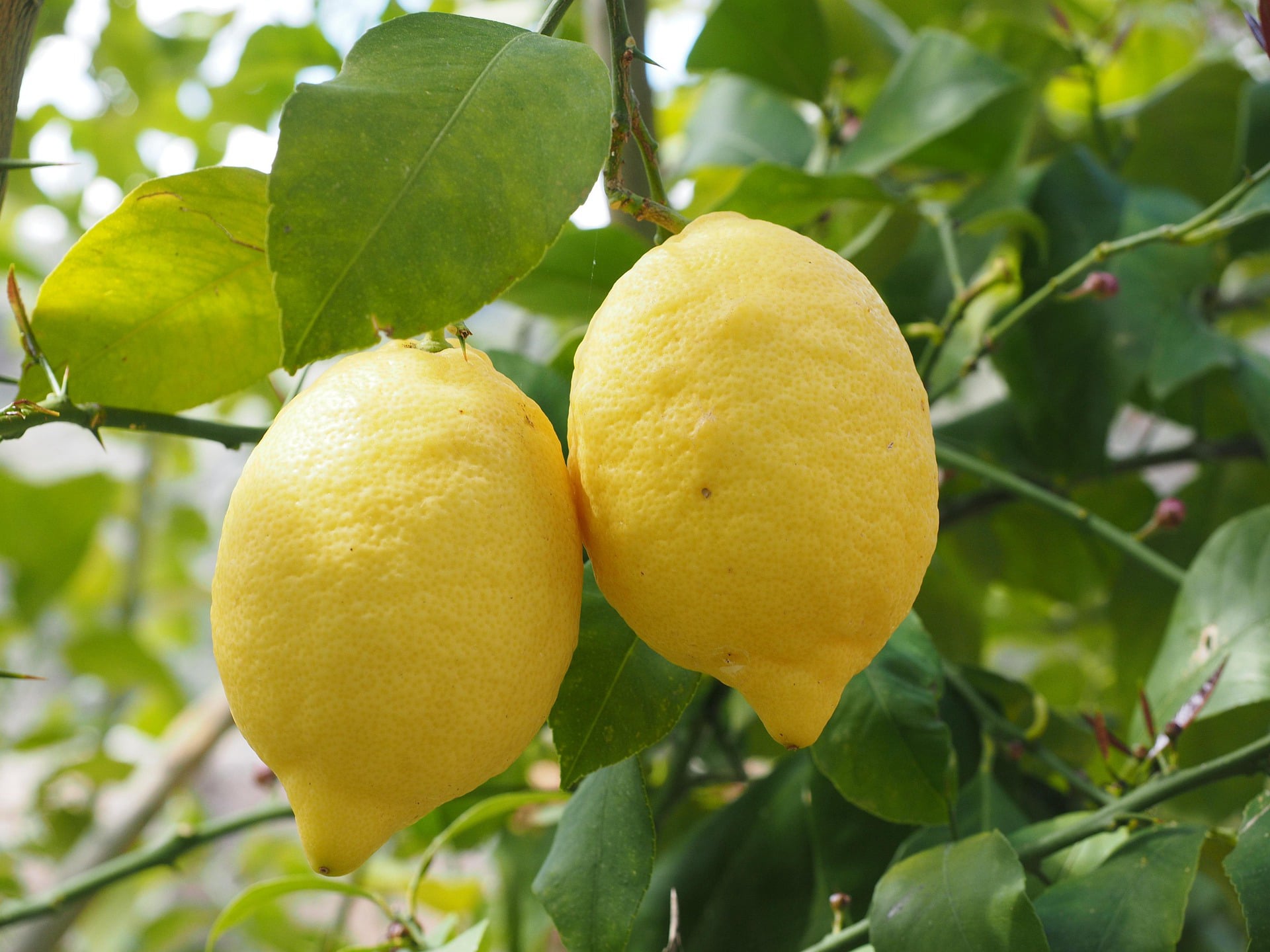 Fresh Egyptian lemons