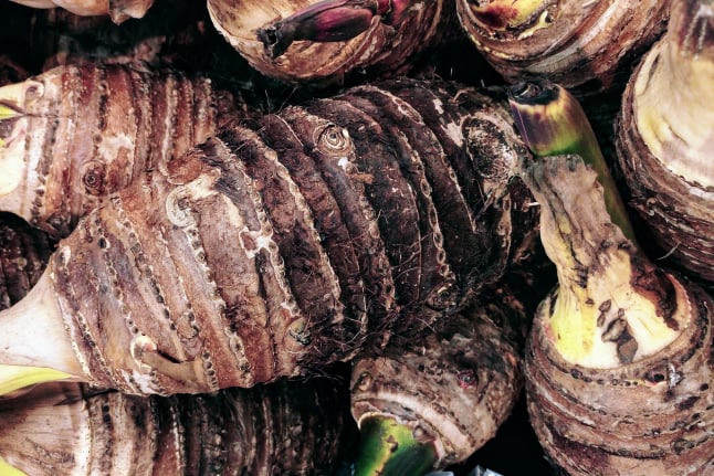 Fresh taro roots