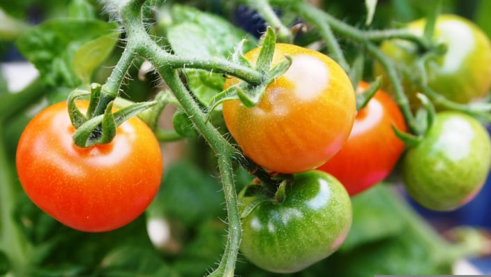 Fresh tomatoes