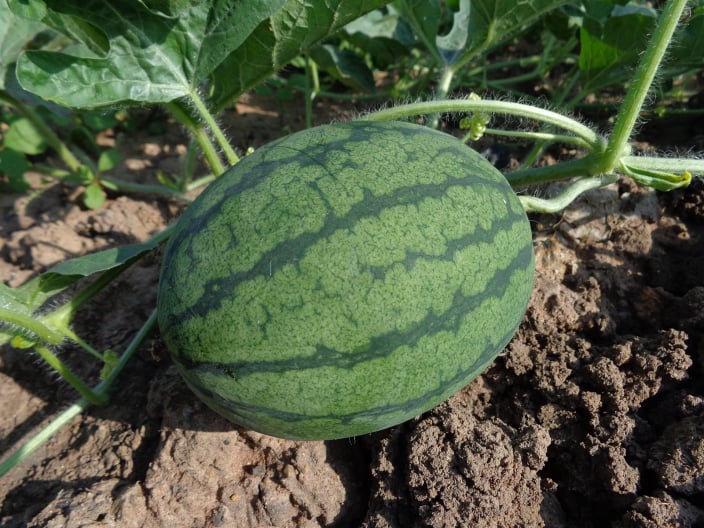 Fresh watermelon